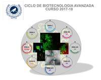 Analyzing plant stress granules in response to plant viruses