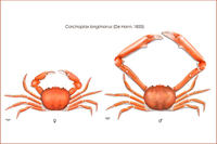 La obra "Carcinoplax Longimanus", ganadora del III Concurso de Ilustración Científica