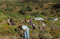 La UMA participa en la reforestación de la zona Arroyo Laurel en Mijas