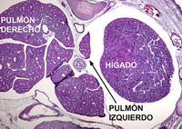 Investigación UMA