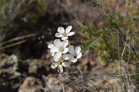 Linum carratracense, un caso endémico exclusivo de la zona