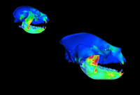 Investigación coexistencia Panda Rojo y Panda Gigante